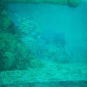 Glass mosaic hd pools01_07
