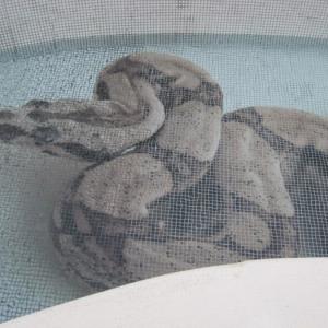 Glass mosaic hd pools05_1