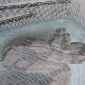Glass mosaic hd pools05_2