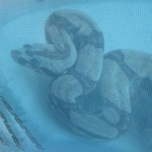 Glass mosaic hd pools05_3